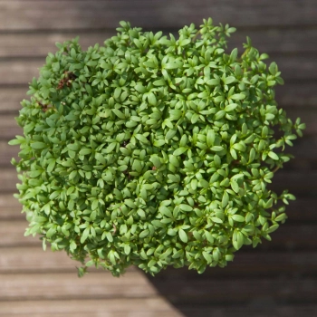 cress microgreens