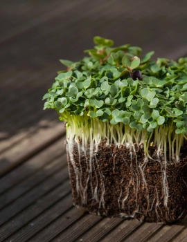 PakChoi White microgreens