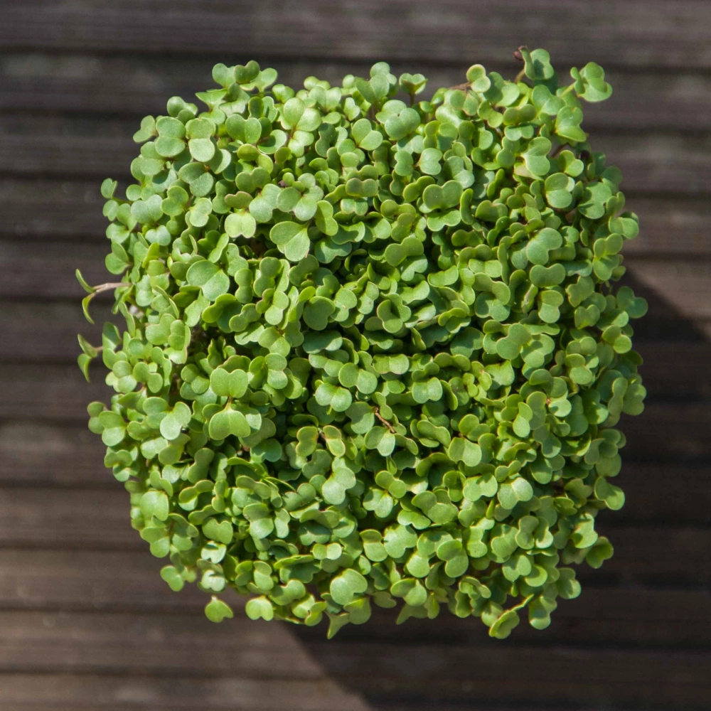 Turnip microgreens