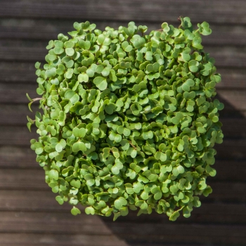 Turnip microgreens