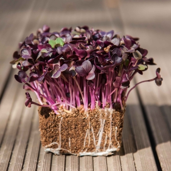 Radish Vulcano Shoots