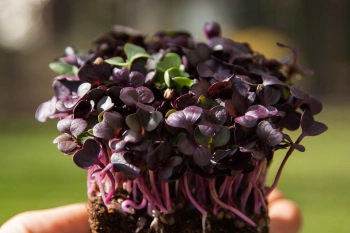 Radish Red Rambo microgreens