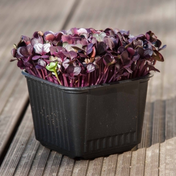 Growing Pots - 8x8cm with microgreens