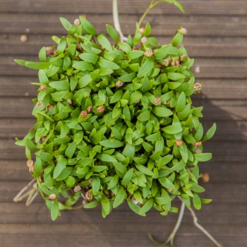 Cilantro Coriander microgreens