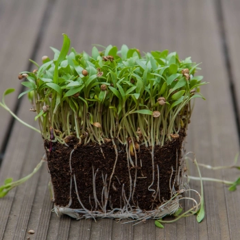 Cilantro Coriander microgreens with roots