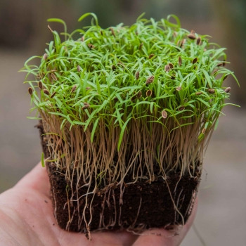 Dill Dakota microgreens
