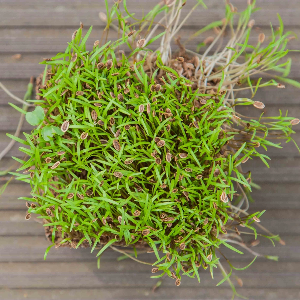 Dill Dakota