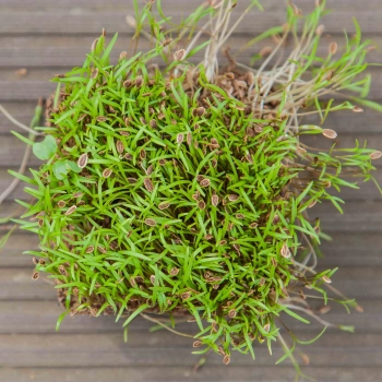 Dill Dakota