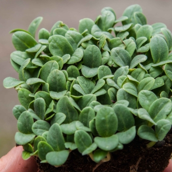 Borage microgreens leaves