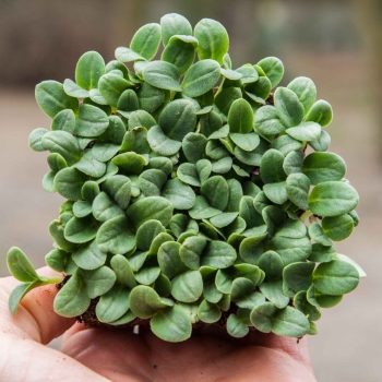 Borage microgreens