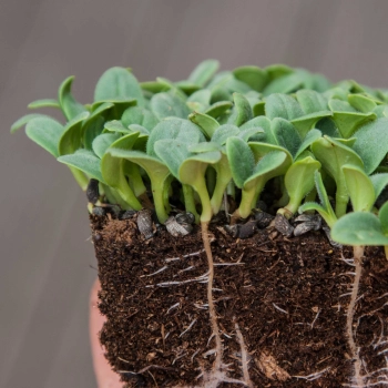 Borage microgeens with roots