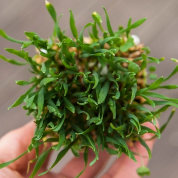 Wheatgrass microgreens