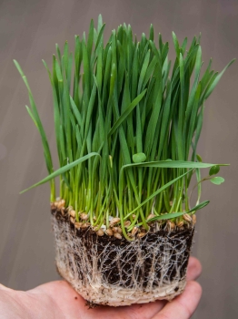 Wheatgrass Microgreens with roots