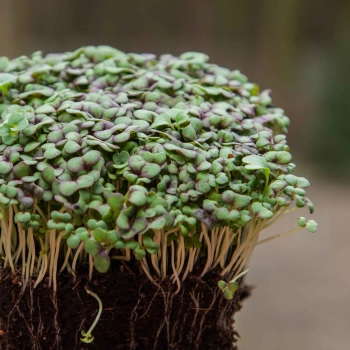 mustard red giant microgreens whole plant