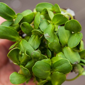 Sunflower Big microgreens