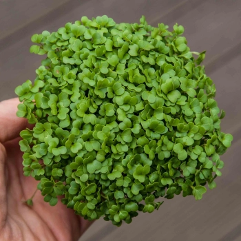 TATSOI NOT-4538