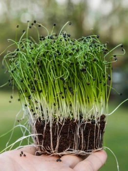 Onion microgreens with roots
