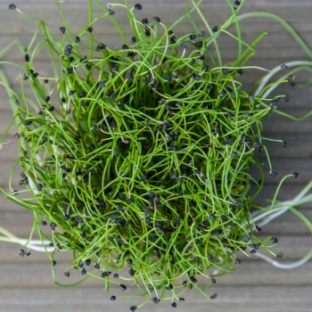 Onion microgreens
