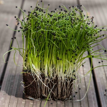 Onion microgreens