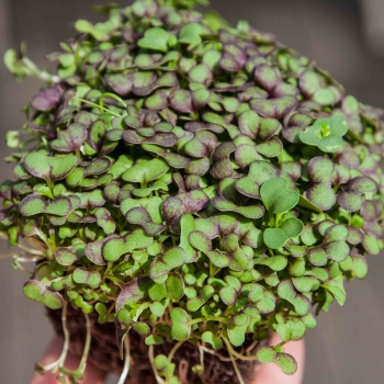 mustard red giant microgreens in hand