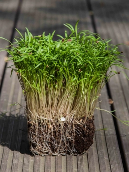 Dill microgreens with roots