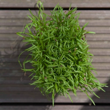 Dill micro-greens  from above
