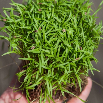 Dill leaves
