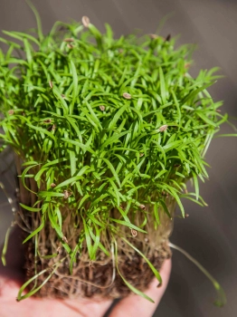 Dill microgreen leaves held in hand