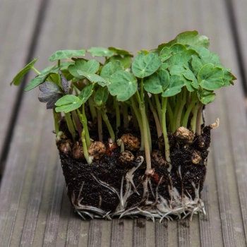 Nasturtium Tom Thumb microgreens