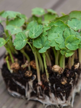Nasturtium Tom Thumb microgreens zoom