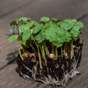 Nasturtium Tom Thumb microgreens with roots
