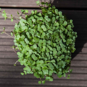 kale microgreens from above
