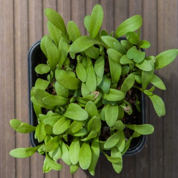 Calendula-Marigold Microgreens leaves