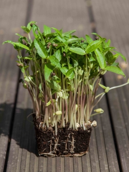 Mung Bean microgreens with roots