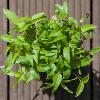 Mung Bean microgreens