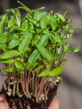 Mung Bean microgreens