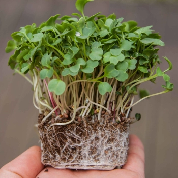 radish daikon microgreens with roots