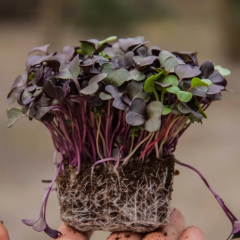 Radish Tango microgreens with roots