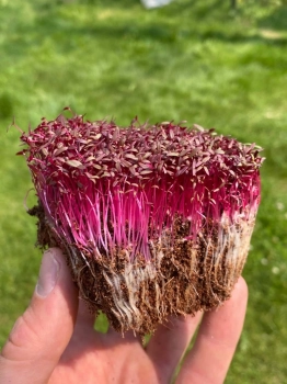 Amaranth Red microgreens with roots