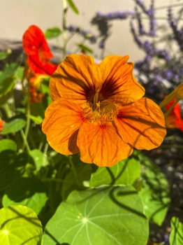 Nasturtium Tom Thumb edible flowers