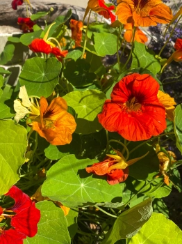 Nasturtium Tom Thumb edible flowers red