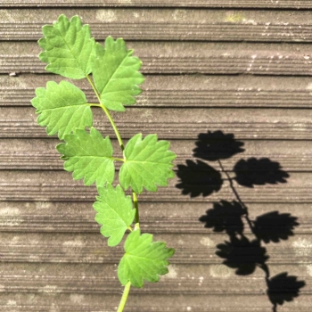 Salad Burnet edible leaves