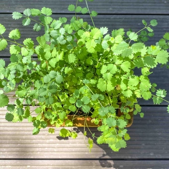 Salad Burnet microgreens