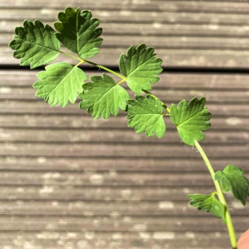 Salad Burnet edible leaves