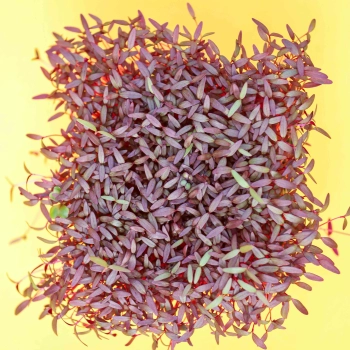 Amaranth Red microgreens leaves