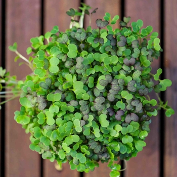 Asian mix microgreens leaves
