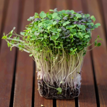 Asian Microgreens mix