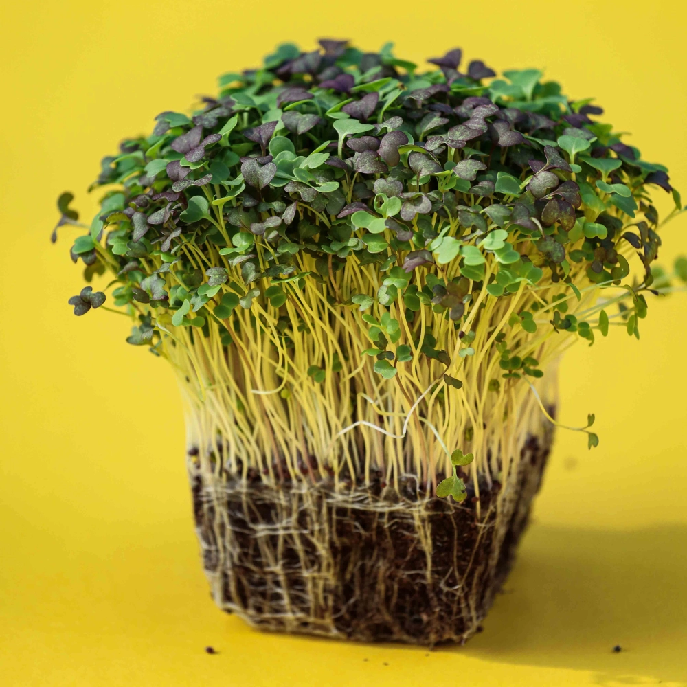Asian MIX micro-greens