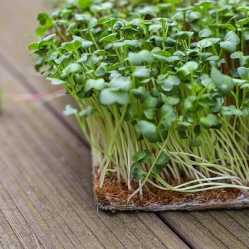 CocoMat - Fiber for Growing