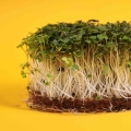mustard white microgreens on coconut soil